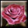 The Velvet Rose(15p)